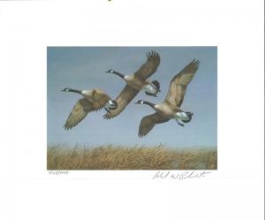 NORTH DAKOTA  #1 1982 STATE DUCK STAMP PRINT CANADA GEESE by Richard Plasschaert