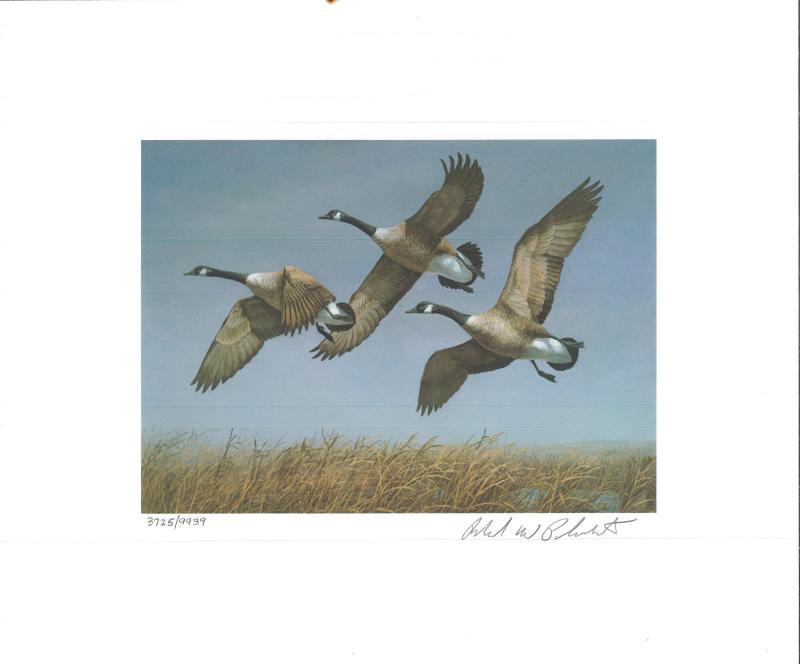 NORTH DAKOTA  #1 1982 STATE DUCK STAMP PRINT CANADA GEESE by Richard Plasschaert