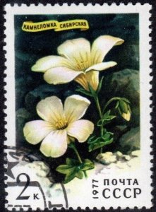 Russia 4565 - Cto - 2k Saxifrage Flower (1977)