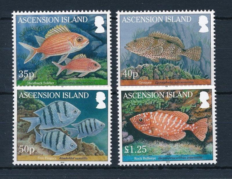 [31437] Ascension 2010 Marine Life Fish MNH