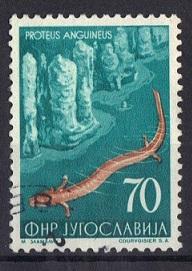 Yugoslavia  1954  used animals   70d  salamander   #