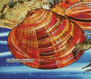 Shells Stamp Seashell Callista Erycina Pandalus Montagui S/S MNH #3756 / Bl.667 