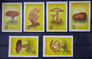 Match Box Labels! flora flower flowers nature mushrooms yugoslavia GJ24