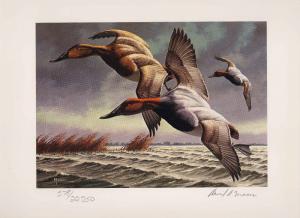 RW49 1982 FEDERAL  DUCK STAMP PRINT CANVASBACKS  by David Maass  List $250