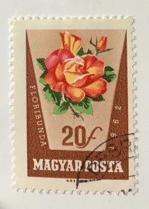 Hungary 1962 Scott 1465  used - 20f, Rose,  Rosa hybr.