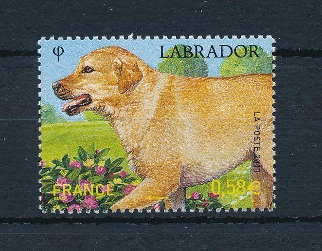 [28421] France 2011 Animals Dag Labrador MNH