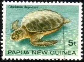 Turtle, Chelonia Depressa, Papua New Guinea SC#592 used