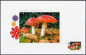 FLY AGARIC MUSHROOMS = TOP CARD =2.65= Picture Postage Canada 2019 [p19-05t01]