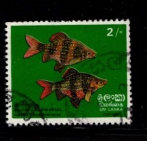 Sri Lanka #476 BlackRuby Barbs - Used