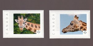 GIRAFFE = Set of 2 Picture Postage stamps MNH Canada 2016 [p16/04gf2]