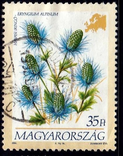 Hungary #3453 Eryngium Alpinum Flower, 1994. Used, PM