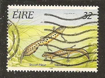 Ireland  Scott  981   Newt    Used