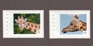 GIRAFFE = Set of 2 Picture Postage stamps MNH Canada 2016 p16/04gf2