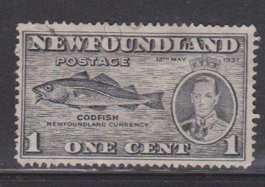 NEWFOUNDLAND Scott # 233 Used - KGVI & Codfish