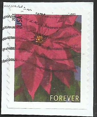 # 4816 USED POINSETTIA