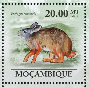 Rabbits Stamp Oryctolagus Cuniculus Lepus Capensis S/S MNH #3548-3553