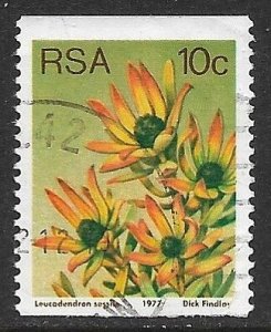 South Africa # 495 - Sun Conebush - used.....{KGr13}