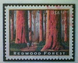 United States, Scott #4378, used(o), 2009, Redwood Forest, $4.95