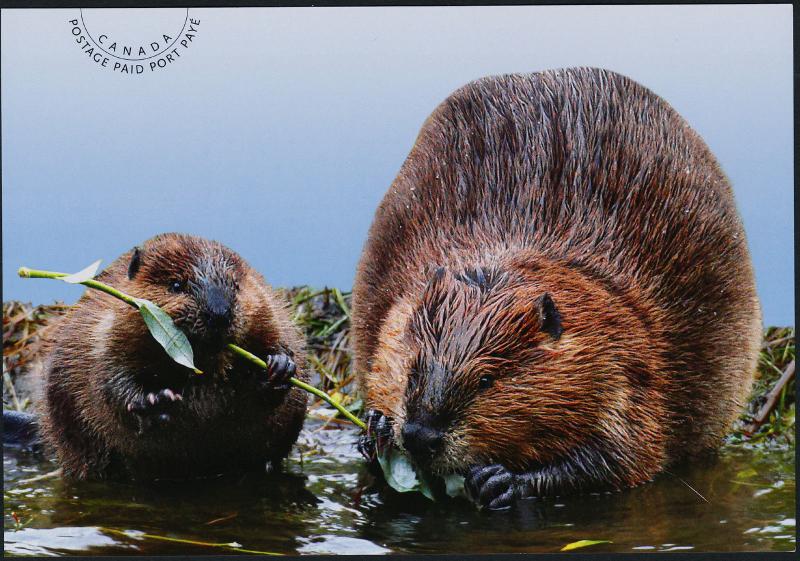 Canada UX367 Postcard -Baby Wildlife, Beaver