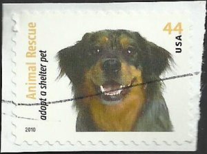 # 4459 USED BOSTON TERRIER