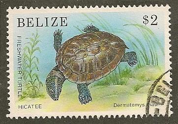 Belize   Scott     950     Turtle    Used