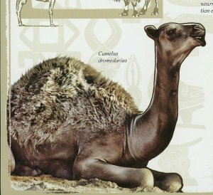 Camels Stamp Camelus Dromedarius Camelus Bactrianus S/S MNH #2134 / Bl.476 