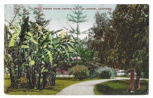 Banana Palms, Central Park, Los Angeles, California Divided Postcard Mailed 1910
