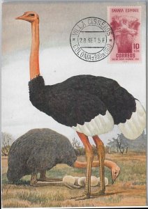 52623 - Spanish SAHARA - MAXIMUM CARD - ANIMALS Birds OSTRRICH 1956-