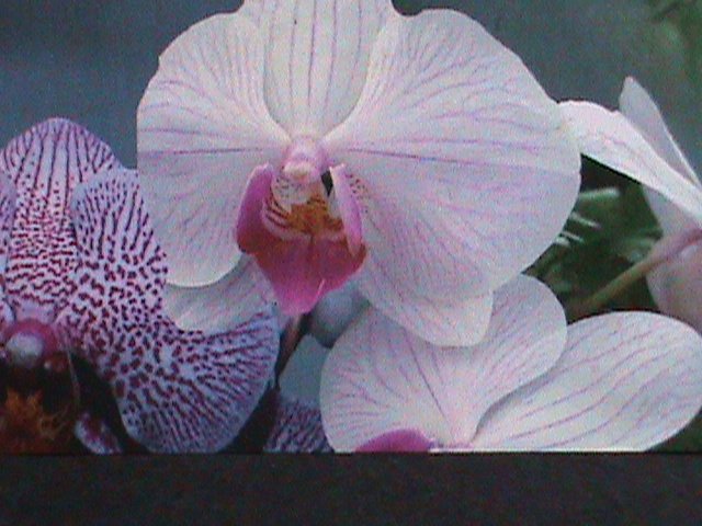 PLASTINE AUTORITY 2007 - BEAUTIFUL LOVELY ORCHIDS-WITH SCOUT LOCO-MNH S/S VF