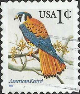 # 3031A USED AMERICAN KESTREL