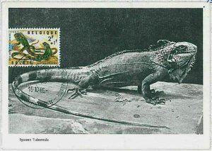 32756 - BELGIUM - MAXIMUM CARD - 1965 ANIMALS Reptiles IGUANA