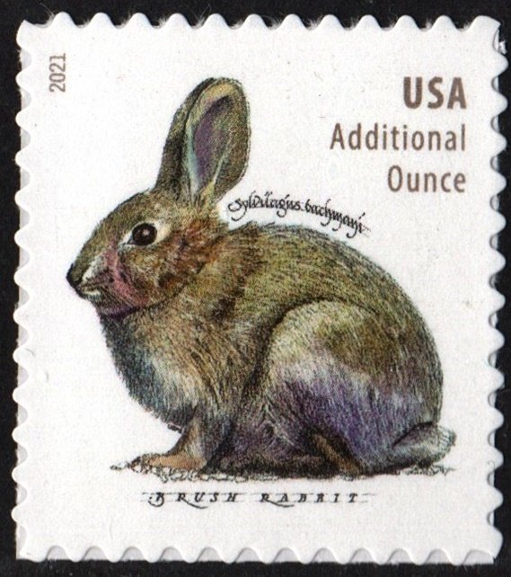 SC#5544 (20¢) Brush Rabbit Sheet Single (2021) SA