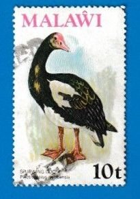 MALAWI SCOTT#273 1975 10t SPUR-WINGED GOOSE - USED