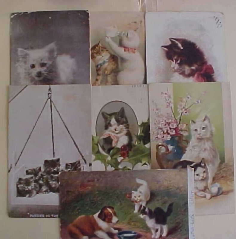 US  7 DIFF. CATS 1900-1908 PICTURE CARDS