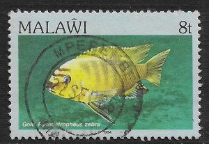 Malawi #431 8t Fish - Gold Pseudotropheus