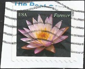 # 4964 Used Pale Pink Water Lily