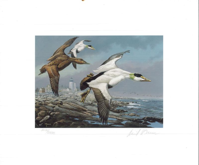 MAINE #2 1985  STATE DUCK STAMP PRINT COMMON EIDERS, LIGHTHOUSE by David Maass 