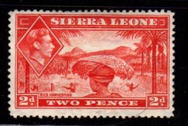 Sierra Leone - #176A Rice harvesting  -  Unused NG