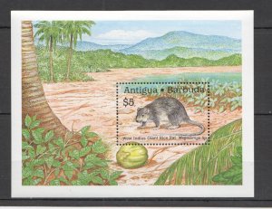 A0890 Antigua & Barbuda Fauna Wild Animals West Indies Giant Rice Rat Bl Mnh