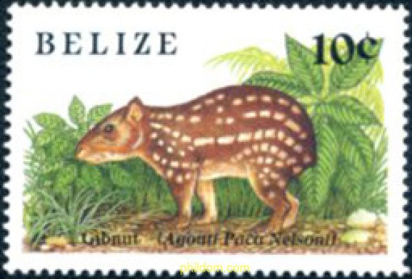 29527 MNH BELIZE 1989 PEQUEÑO MAMIFERO.