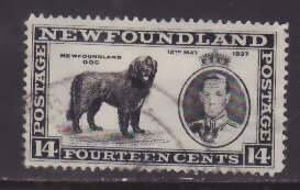 Newfoundland-Sc#238- id18-used 14c Dog-1937-