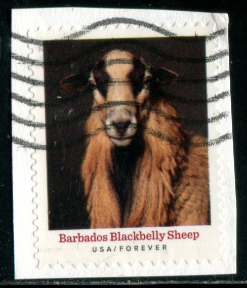 5592 US (55c) Heritage Breeds SA,  used on paper