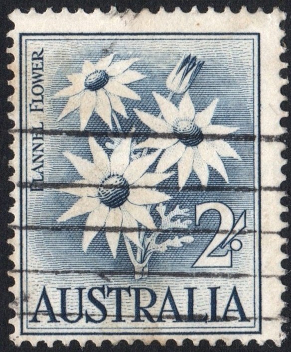 Australia SC#327 2s Flannel Flower Single (1959) Used