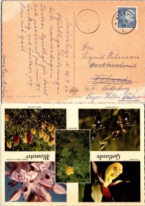 Sweden, Picture Postcards, Flowers