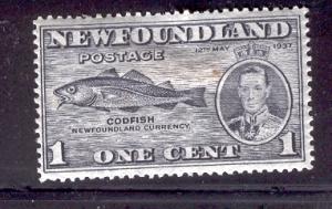 NEWFOUNDLAND 233 MINT HINGED CODFISH 1937