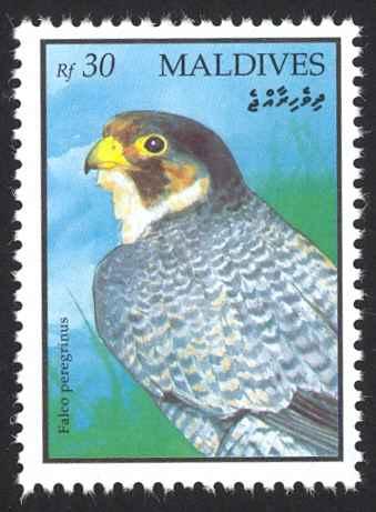 Maldive Islands Sc# 1634 MNH 1993 30r Falco Peregrinus