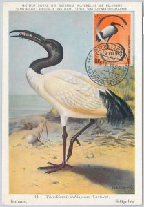 52629 - SOMALIA - MAXIMUM CARD - ANIMALS Birds IBIS 1959-