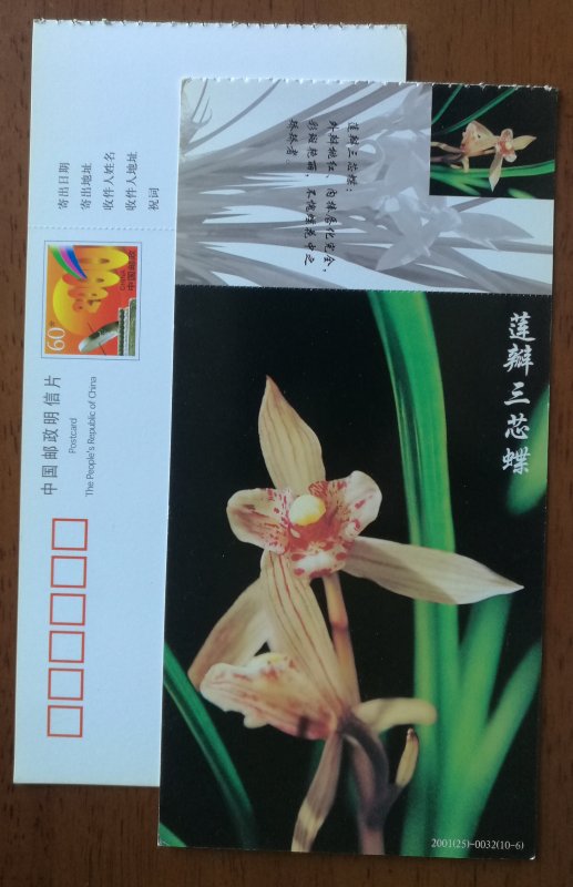 Lianbansanxindie lotus petal three core butterfly orchid,CN01 baoshan orchid PSC