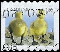 CANADA   #2428 USED (4)