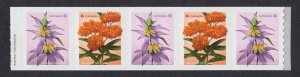 END strip 5 w/ Nibs =BUTTERFLY MILKWEED, SPOTTED BEEBALM wildflowers Canada 2024